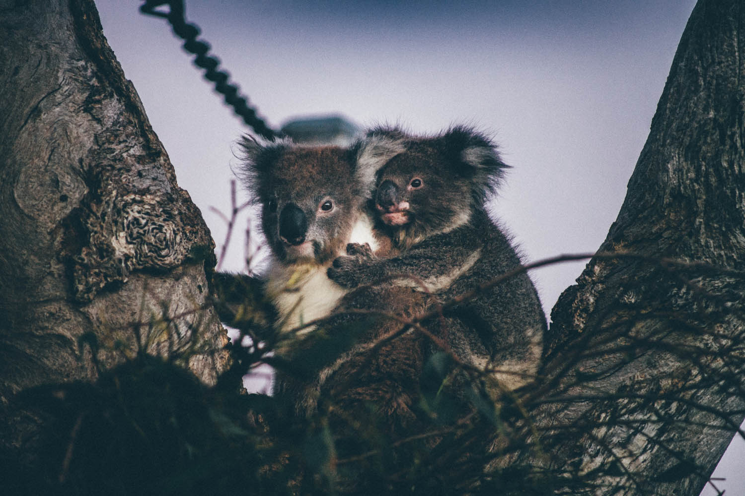 Koala mignon australien
